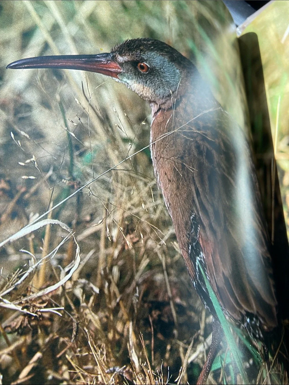 Bird birds Audubon Living World of Audubon art photography book Nature wildlife